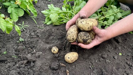 Freshly Harvested Potatoes in Hands from Organic Garden Soil