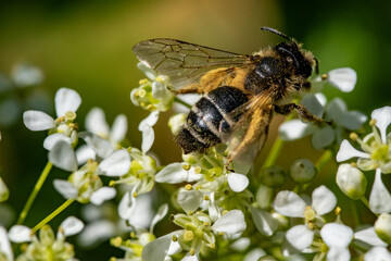 Sand bee or earth bee: Andrena flavipes searching for food