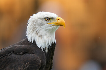 Fototapeta premium american bald eagle