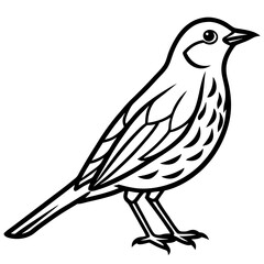 Monochrome Thrush Illustration