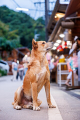 stray dog sits on a street in mae kampong village, chiang mai, gazing with begging eyes toward tourists outside a shop at dusk, hoping for food in a warm mountain setting