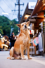 stray dog sits on a street in mae kampong village, chiang mai, gazing with begging eyes toward...