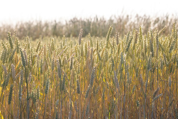 cornfield in the golden evening light 
