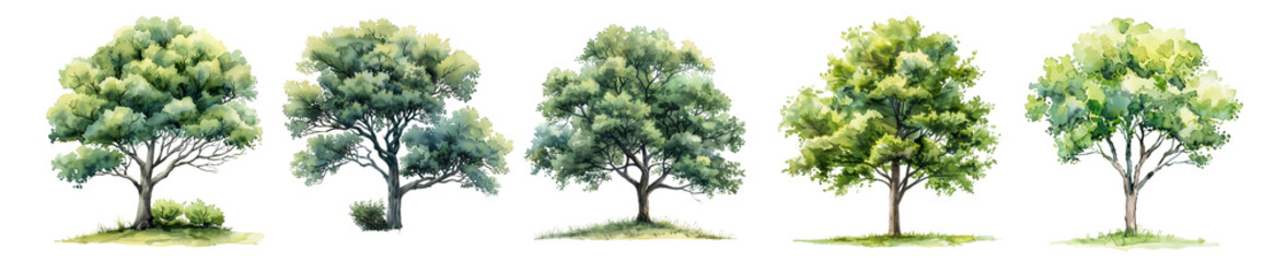 Fototapeta premium Collection of Lush Green Trees, Watercolor Style