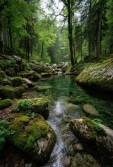 Obraz premium Serene Forest Stream Surrounded by Lush Greenery and Mossy Rocks in a Tranquil Natural Setting