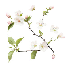 Fototapeta premium Delicate Branch with Light Pink and White Blossoms Isolated on Black Background isolated on a transparent background