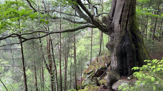 Trees growing on mountain slope with old beech on foreground