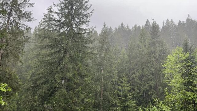Section of fir foggy mountain forest during a heavy rain