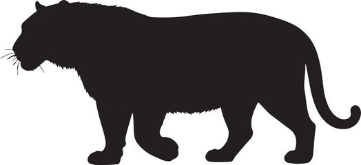Melanistic Tiger in silhouette pure white background.