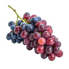 Fototapeta premium A mixed bunch of ripe red and blue grapes on the vine together isolated on a transparent background png