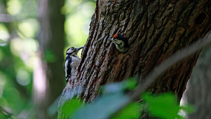 Great spotted woodpeckers feeding their chicks
