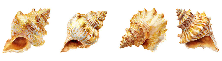 Watercolor Seashell Artistic Presentation, Coastal Fauna Element in a PNG set, with transparent background