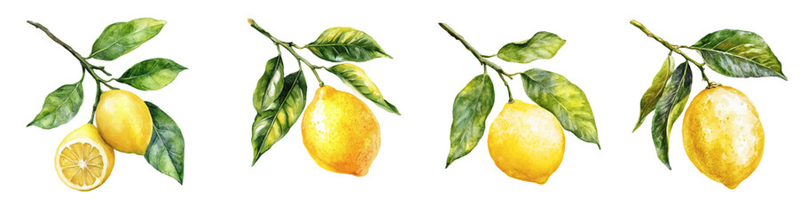 HandPainted Watercolor Lemon Branch Element with Green Leaves, a Vibrant Citrus Fruit on a Twig, Fresh and Juicy, PNG set with transparent background