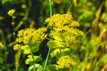 Close-up of yellow wildflower blooming in spring sunlight with soft green background in Trikala, Corinth, Greece.

