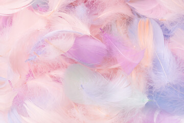 Colorful feather background, top view.