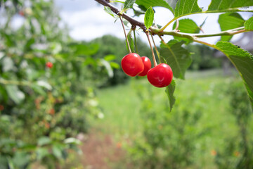 Ripening cherries on a branch in a sunny orchard setting