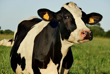 Black and white cow in the green grass field in summer. Holstein dairy cattle
