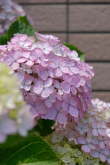pink Hydrangea flowers in the street near brick building in Kobe, Japan