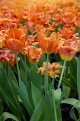 Orange tulips bloom in the garden with sunlight on blur nature background.