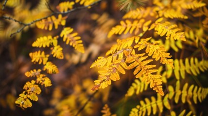 Fern leaf in the nature in autumn close up shot wallpaper wild forest bokeh blur light.