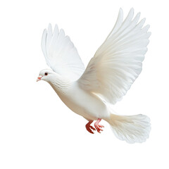 Fototapeta premium Graceful White Bird in Flight with Outstretched Wings Against a Transparent Backgroundtransparent background transparent background
