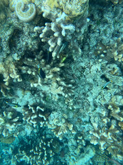 coral reef with fish