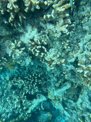 coral reef and fishes