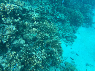 coral reef with fish