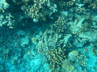 coral reef