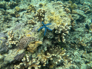 coral reef with fish