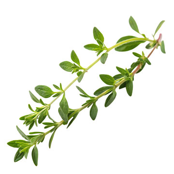 A single fresh sprig of the thyme herb with green leaves for cooking isolated on a transparent background png