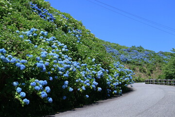 あじさい咲く大川原高原をドライブ　（徳島県　佐那河内村）