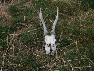 Deer skull lying on grass in an open field