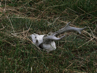 Deer skull lying on grass in an open field