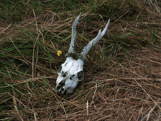 Deer skull lying on grass in an open field with yellow flower