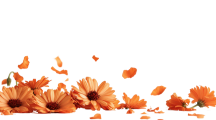 Orange calendula flower Transparent background, PNG file