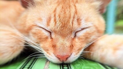 Orange cat with cute face is sleeping on the floor