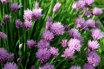 Purple flowers of ornamental onions on a flowerbed in partial shade on a sunny summer day -...