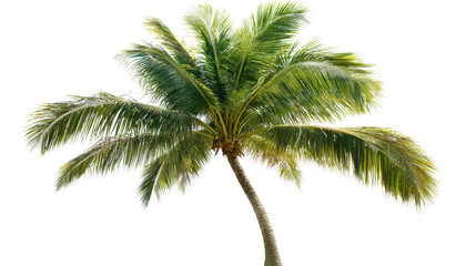 Palm tree with tropical leaves, Transparent background, PNG file, summer vibe