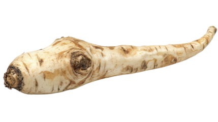 Palm tree with tropical leaves, Transparent background, PNG file, summer vibe