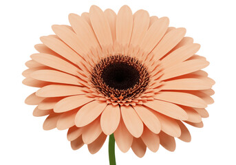 Isolated Peach Gerbera Daisy in Full Bloom