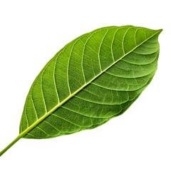 Obraz premium A single fresh green leaf with detailed veins, a symbol of nature isolated on a transparent background png