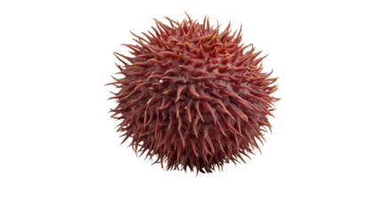 Pulasan with thick red spiky skin and translucent sweet pulp, tropical relative of rambutan, Transparent background, PNG file