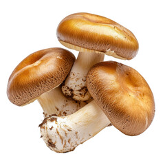 Fresh Edible Mushrooms with Brown Caps on a White Isolated Background for Culinary and Nutritional Usetransparent background transparent background