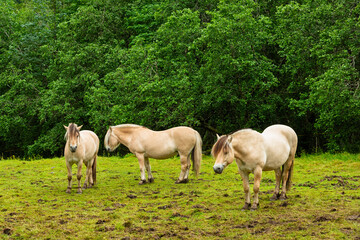 Three gentle horses forage in a vibrant green pasture, with lush trees forming a serene backdrop on a clear day.