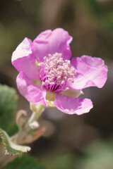 Pink single blackberry flower Rubus ulmifolius