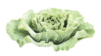 Fototapeta premium Napa cabbage with light green ruffled leaves and tight core, Transparent background, PNG file