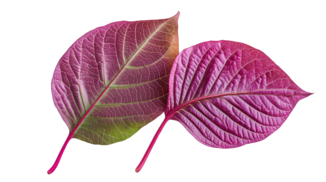 Red amaranth leaves with green-purple coloring and soft texture, Transparent background, PNG file