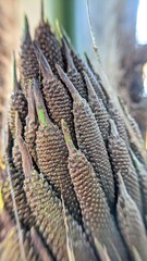 Male flowers of oil palm on the tree
