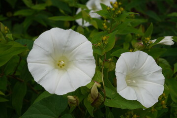 bindweed perennial climbing vine plant with white flowers. summer garden foliage 